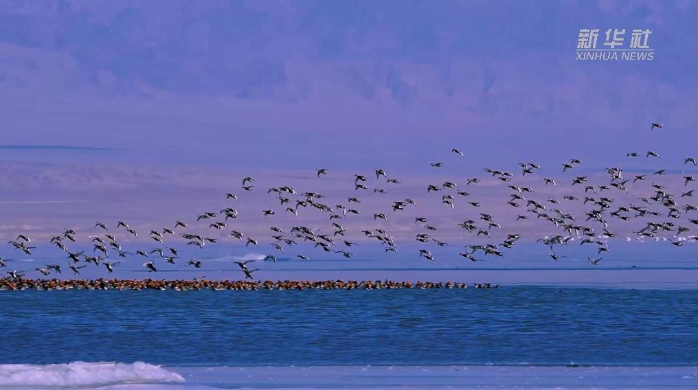 秀我中國｜青?？婶斂撕叭绠?><span></span></dt> <dd>秀我中國｜青海可魯克湖冬景如畫</dd></dl><dl style=